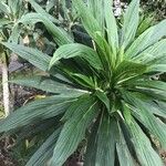 Echium callithyrsum Leaf