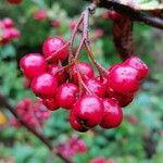 Cotoneaster bullatus Frucht