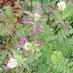 Trifolium alexandrinum অভ্যাস