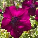 Petunia spp. Flors