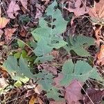 Polymnia canadensis Leaf