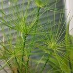 Cyperus haspan Leaf