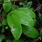 Liparis nervosa Hoja