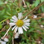 Erigeron karvinskianus Flower