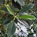 Bruguiera gymnorhiza Leaf