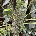 Monstera dubia Ліст