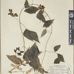 Cochlianthus gracilis Diğer