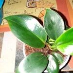 Peperomia maculosa Blad