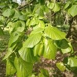 Tilia x europaea Blad