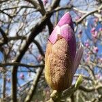 Magnolia liliiflora Λουλούδι