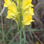 Linaria angustissima Flower