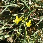 Sisymbrella aspera Flower