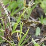 Carex capillaris Pokrój