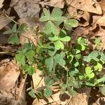 Oxalis fontana Blad