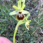 Ophrys aranifera Інше