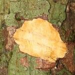 Pachira dolichocalyx Other
