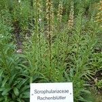 Digitalis ferruginea Habitus