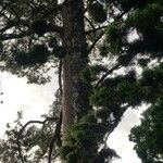 Araucaria cunninghamii Hábitos