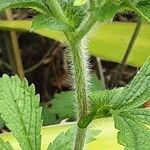 Potentilla nepalensis خشب