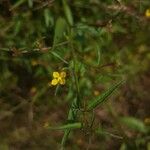 Ludwigia perennis Цвят
