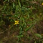 Ludwigia perennis Flor