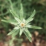 Centaurea melitensis Blatt