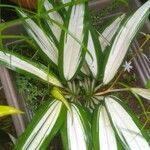 Chlorophytum capense Leaf