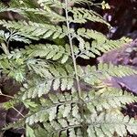 Asplenium bulbiferum Blatt