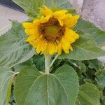 Helianthus giganteusFlower