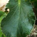 Eryngium planum Leaf