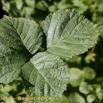 Rubus nemorosus Leaf