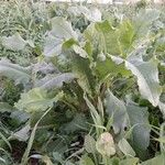 Rumex patientia Συνήθη χαρακτηριστικά