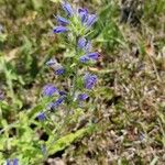 Echium vulgareফুল