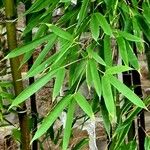 Phyllostachys aurea পাতা