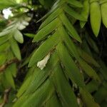 Angraecum biteaui Flower