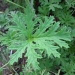 Pelargonium × asperum ഇല