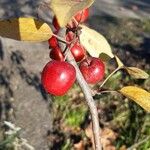 Malus prunifolia Fruit