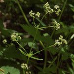 Galium oreganum Fiore