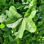 Malva setigera Leaf