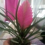 Tillandsia guatemalensis Blad