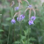 Lavandula pinnata Flower