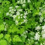 Chaerophyllum temulum Habit