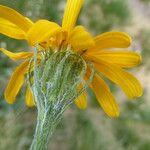 Senecio doronicum Λουλούδι