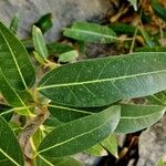 Ficus cordata Hoja