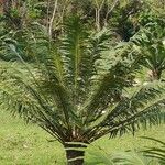 Cycas circinalis Habit