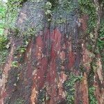 Pouteria austin-smithii Corteza