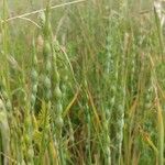 Aegilops ventricosa Flower