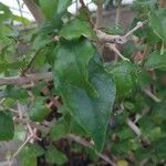 Thunbergia erecta Leaf