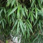 Pseudosasa japonica Levél