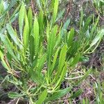 Dodonaea angustifolia Vekstform